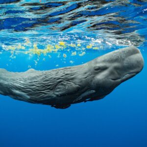 Marine Biology Trivia Quiz Sperm whale