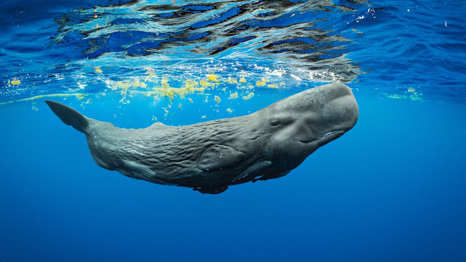 Whale Trivia Quiz Sperm whale