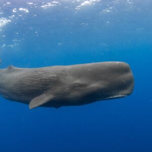 Whale Trivia Quiz Sperm whale