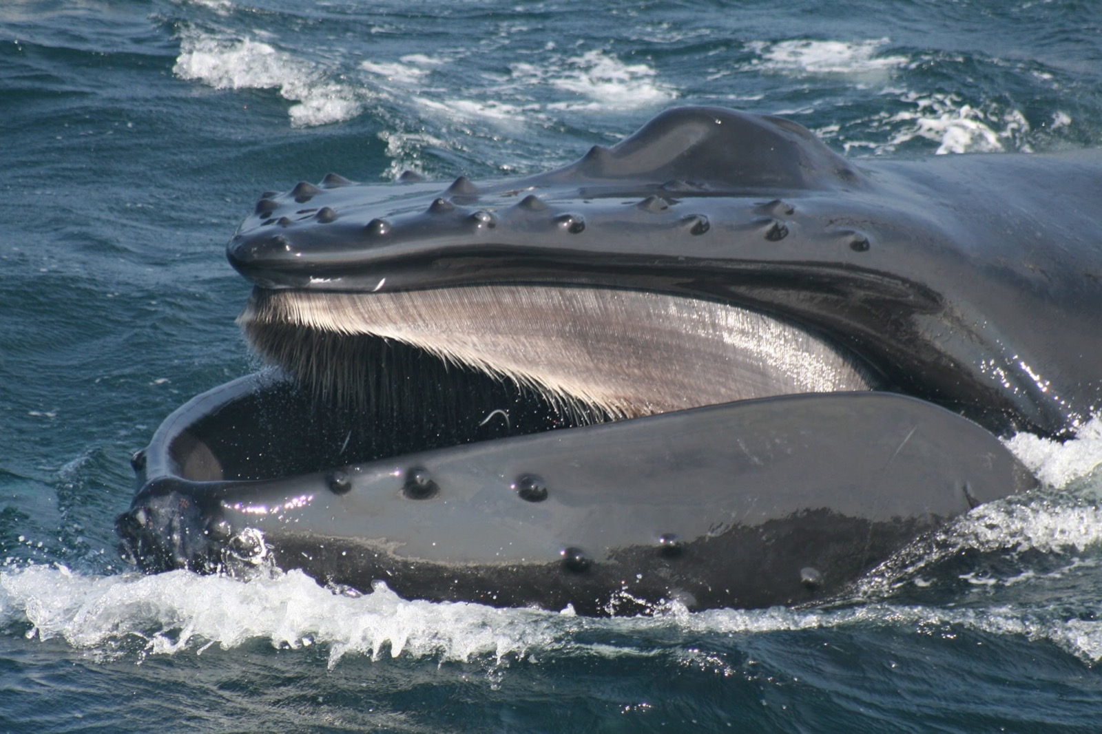 Humpback whale baleen