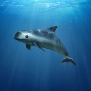 Earth Day Quiz Vaquita