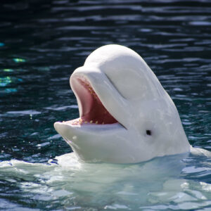 Whale Trivia Quiz Beluga whale
