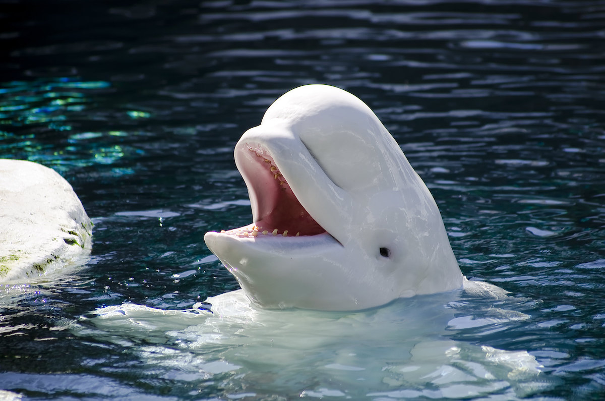 You got 9 out of 18! How Well Do You Know Beluga Whales? Test Your Knowledge With Our Trivia Challenge!