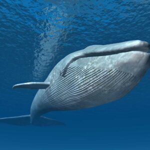 Earth Day Quiz Blue whale