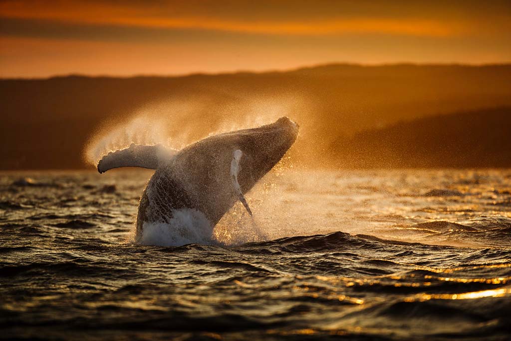 Whale Trivia Quiz Whale breaching