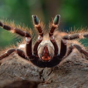 Which Spooky Family Do You Belong In? Quiz Spider