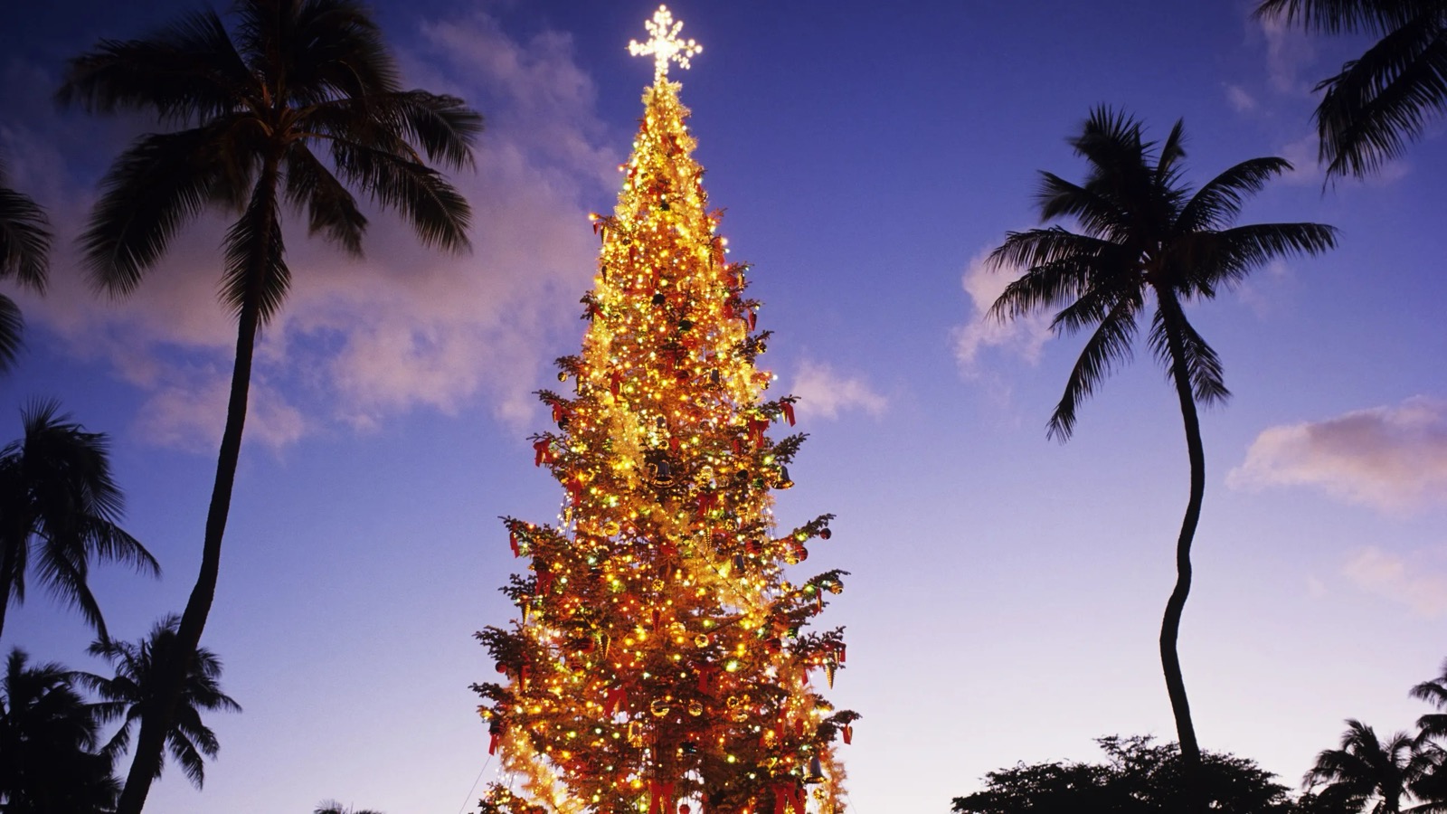 Christmas Traditions Around The World Christmas tree in Hawaii