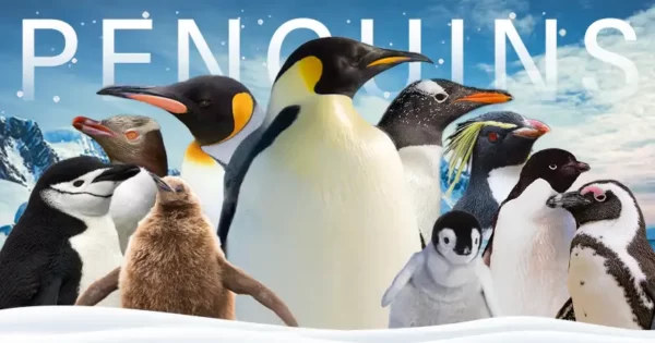 Penguin Trivia Quiz