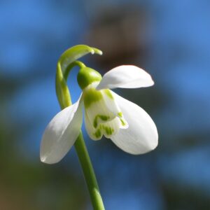 Flowers Soulmate Quiz Snowdrop