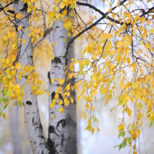 Winter Facts Quiz Birch