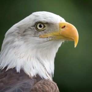 November Trivia Quiz Eagle