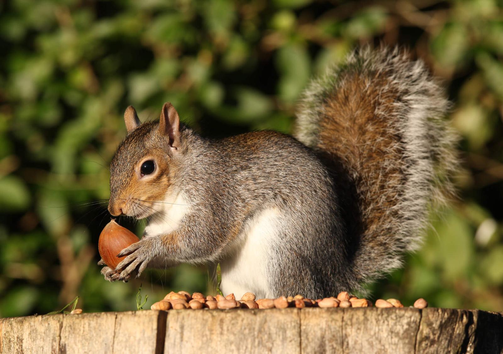 Four Seasons Trivia Quiz Squirrel