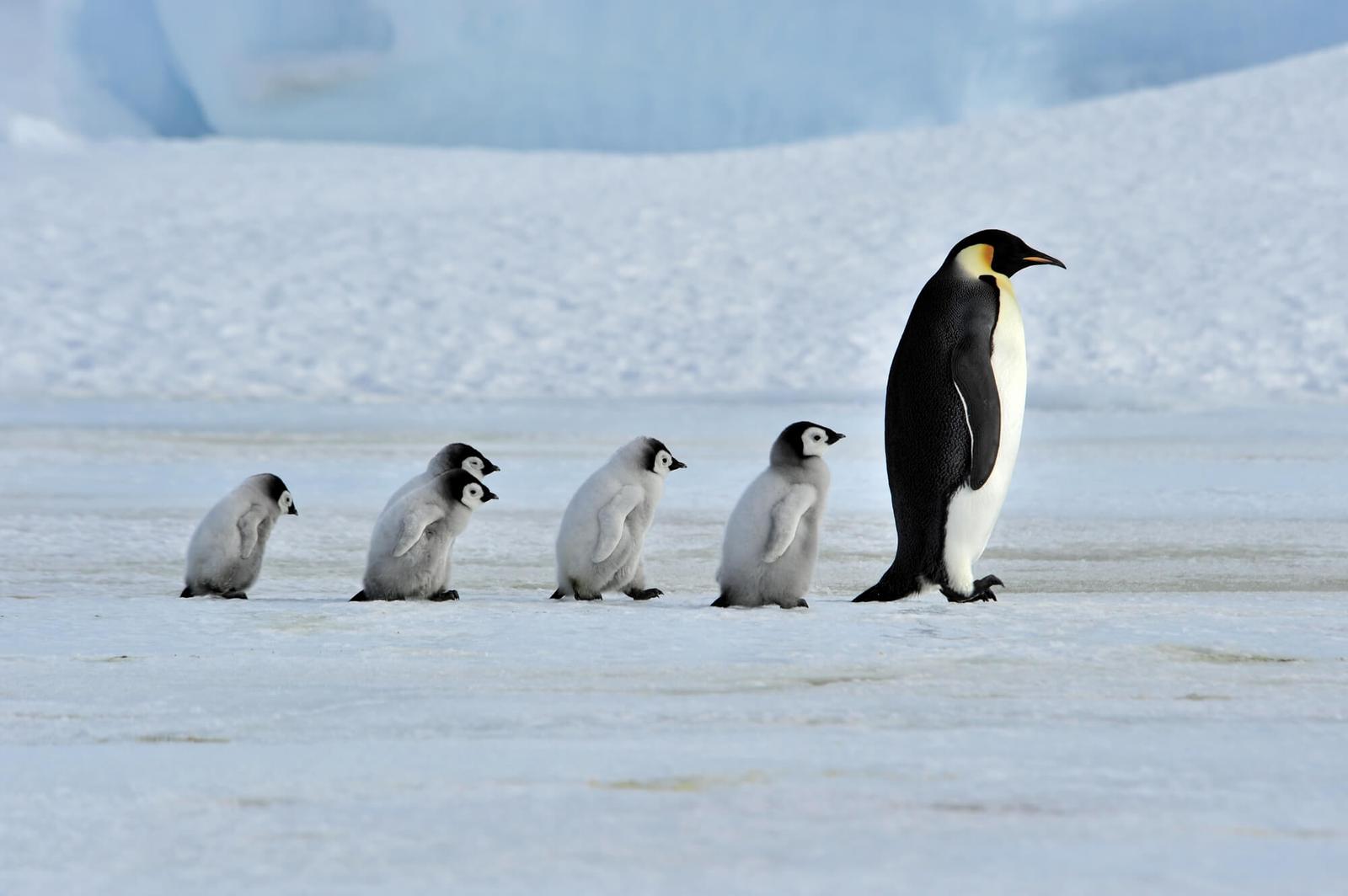 Emperor Penguin Chick