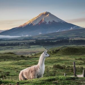 20 Trivia Questions & Answers From Brain Freeze To Big Easy Quiz Ecuador