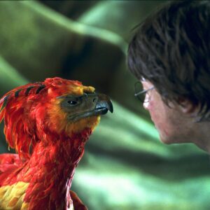 Are You A Dragon, A Phoenix, A Unicorn, Or A Griffin? Quiz Fawkes the Phoenix