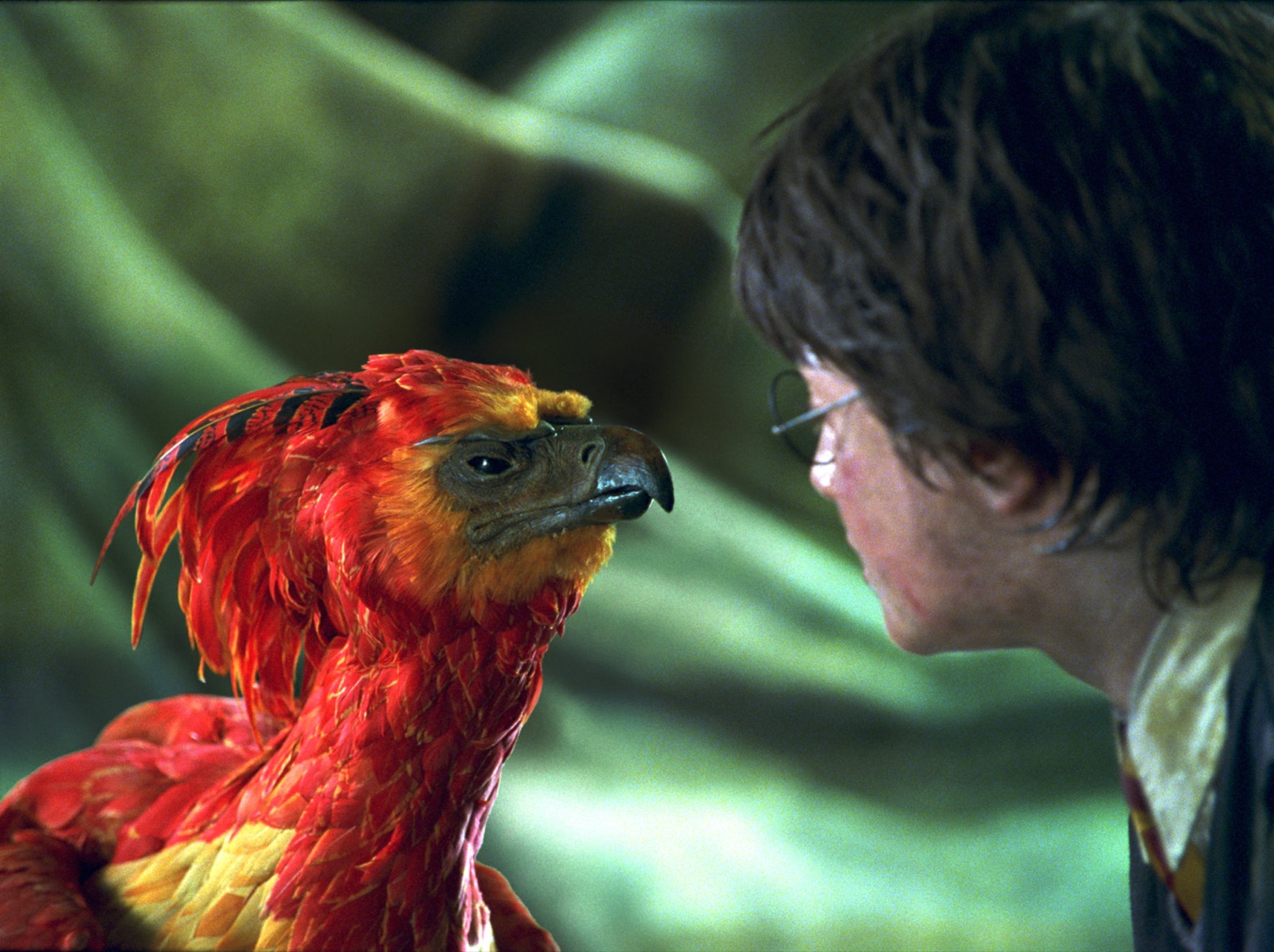 Harry Potter True Or False Quiz Fawkes the Phoenix