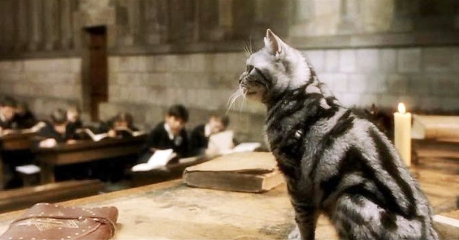 Harry Potter True Or False Quiz McGonagall's Animagus form