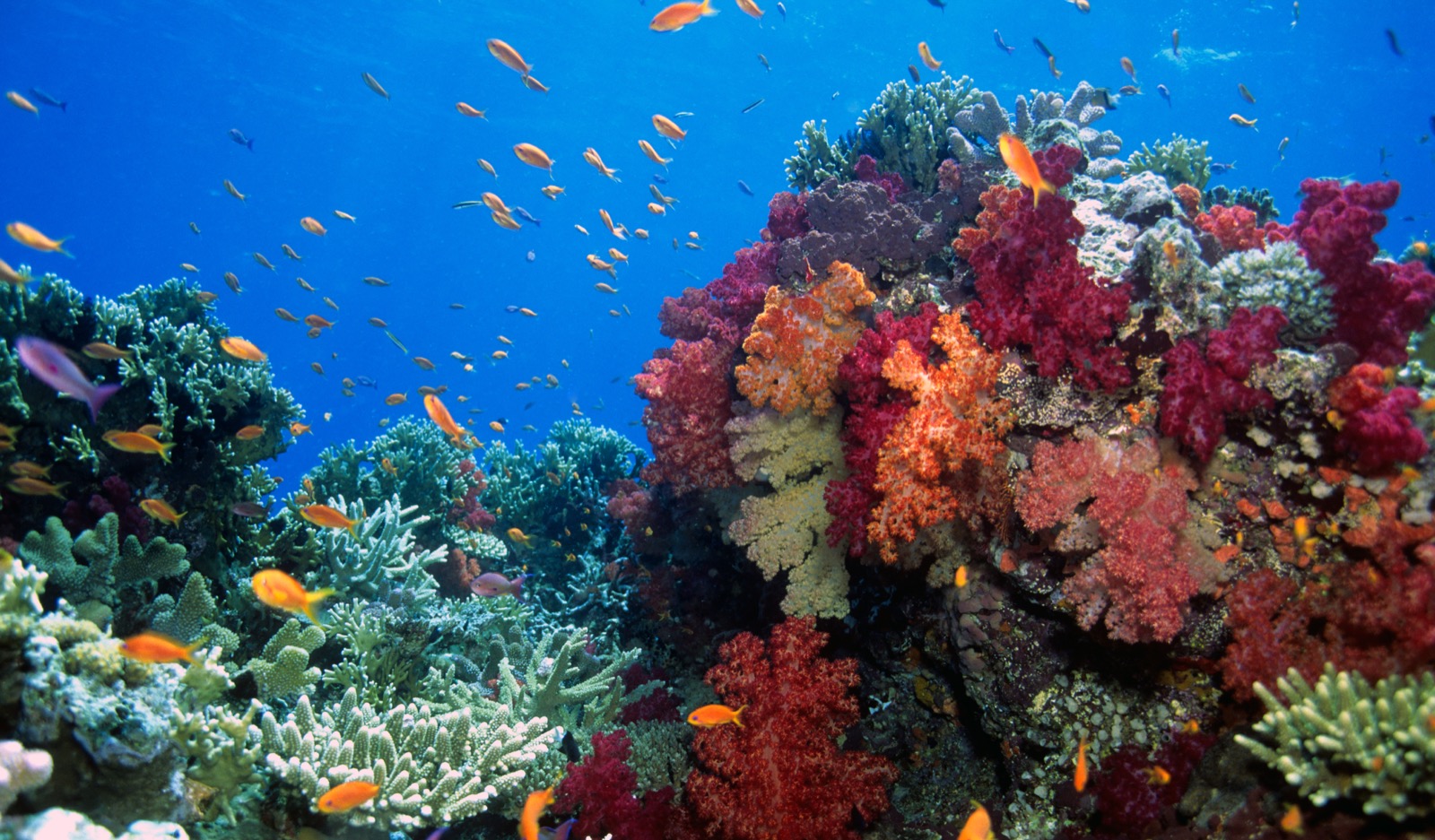 4-Letter Countries Quiz Underwater Coral Reefs in Fiji