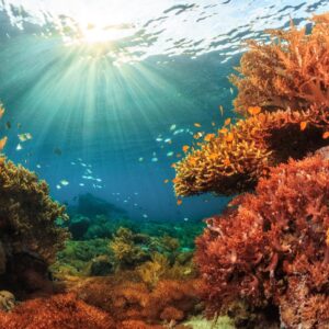 Five Senses Quiz Colorful coral reef