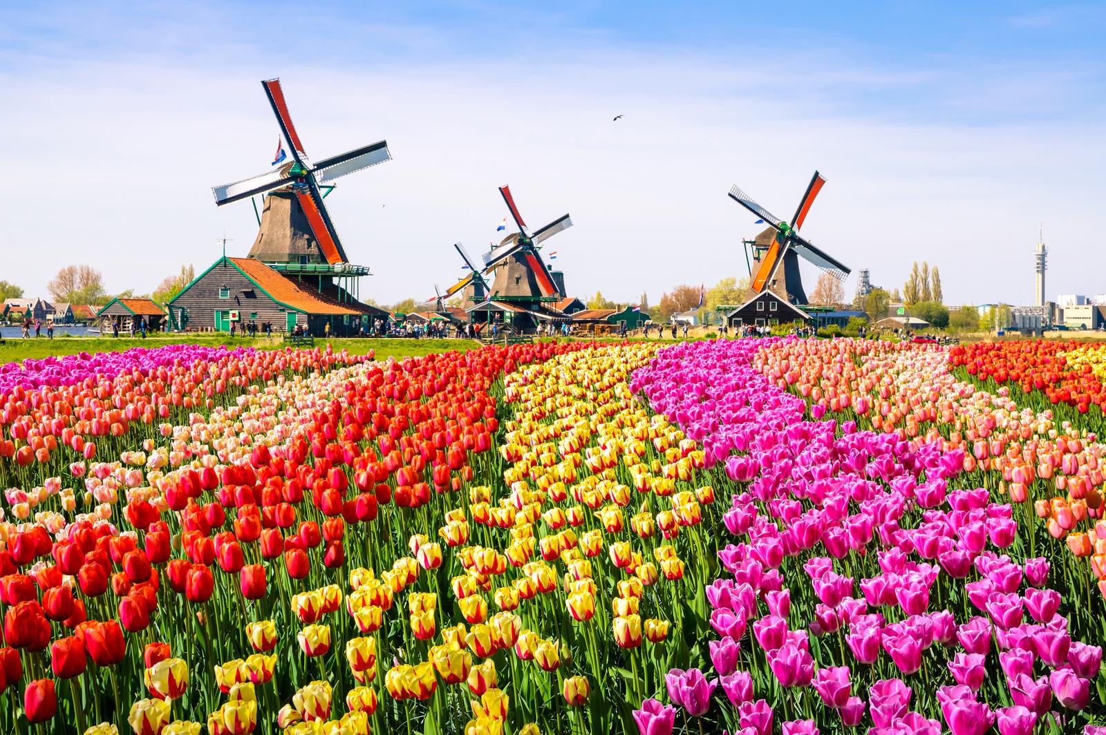 Keukenhof Garden, Netherlands windmills
