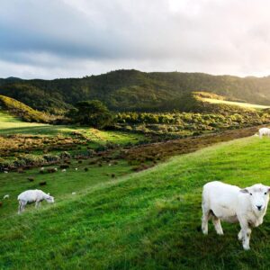 22 Trivia Questions & Answers From Boogers To Black Forest Quiz New Zealand