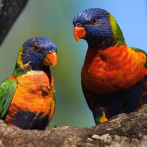 World Tourism Day Quiz New Guinea