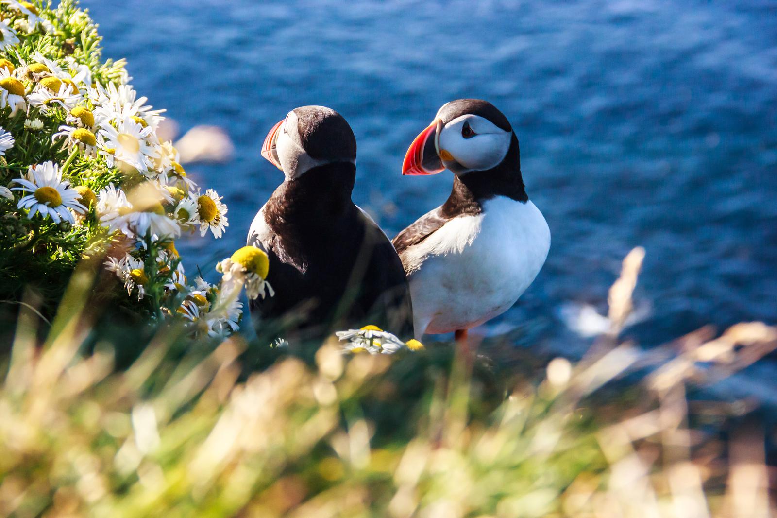 Bird Identification Quiz Puffins in Iceland