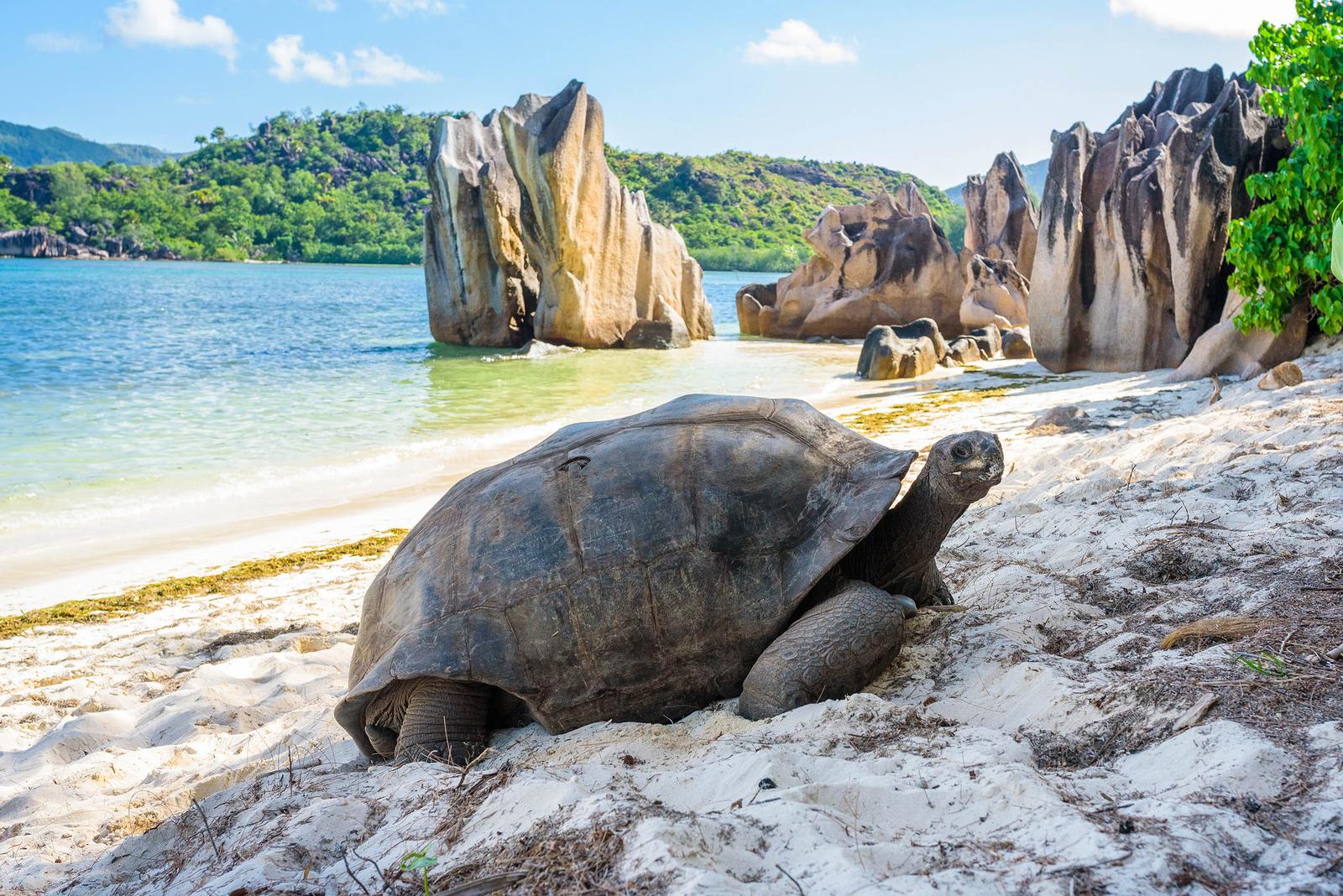 V Trivia Quiz Seychelles