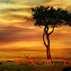 22 Trivia Questions & Answers From Boogers To Black Forest Quiz South Africa