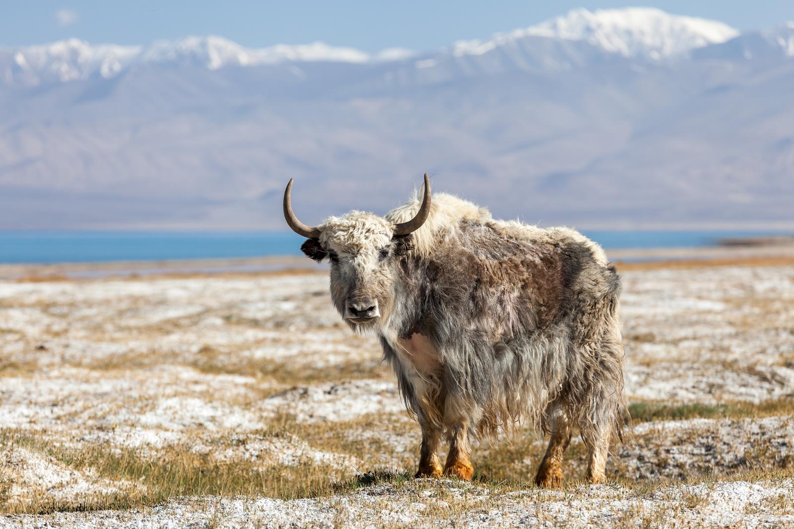 Tajikistan