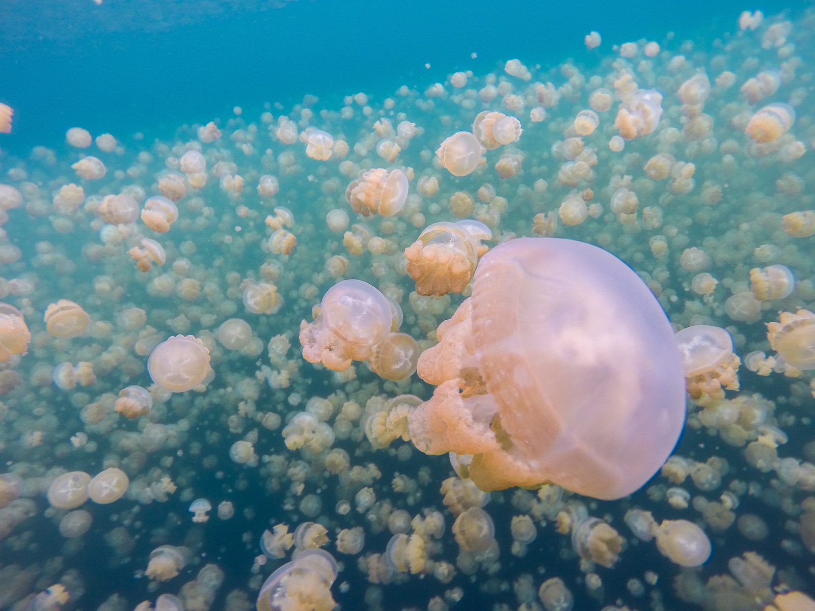 5-Letter Countries Quiz Jellyfish Lake, Palau