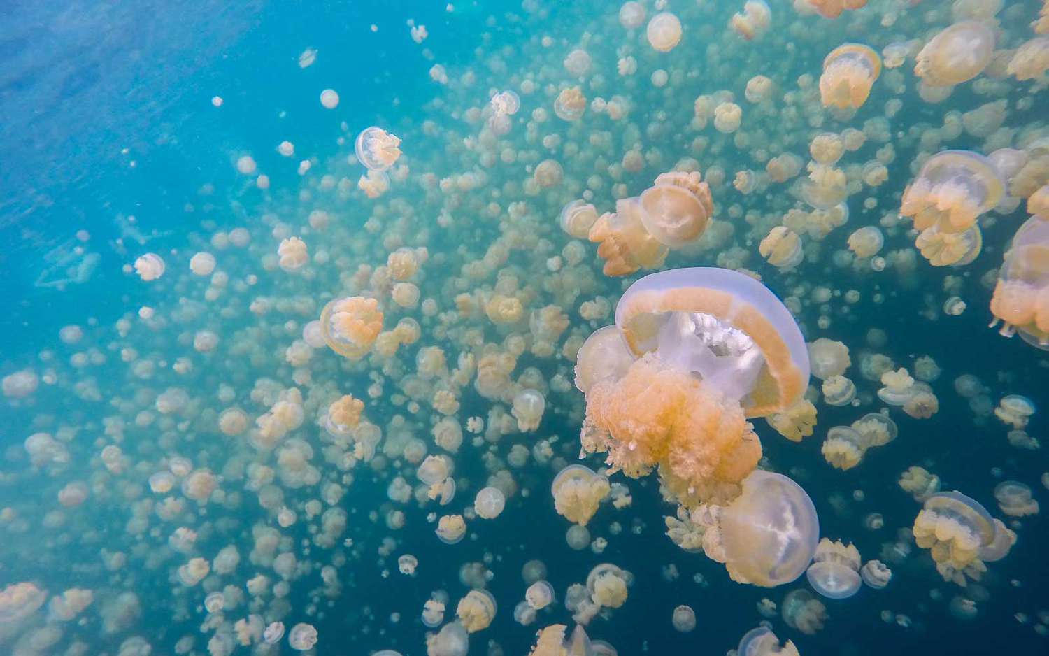 Jellyfish Lake, Palau