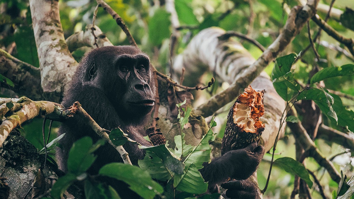 5-Letter Countries Quiz Western Lowland Gorillas, Gabon