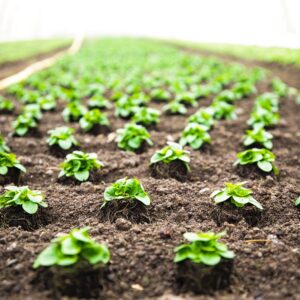 Avatar The Last Airbender Quiz Cultivate the land into a thriving garden