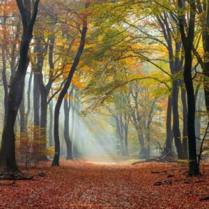 What Is Your Spring Color Palette? Quiz Nature sounds