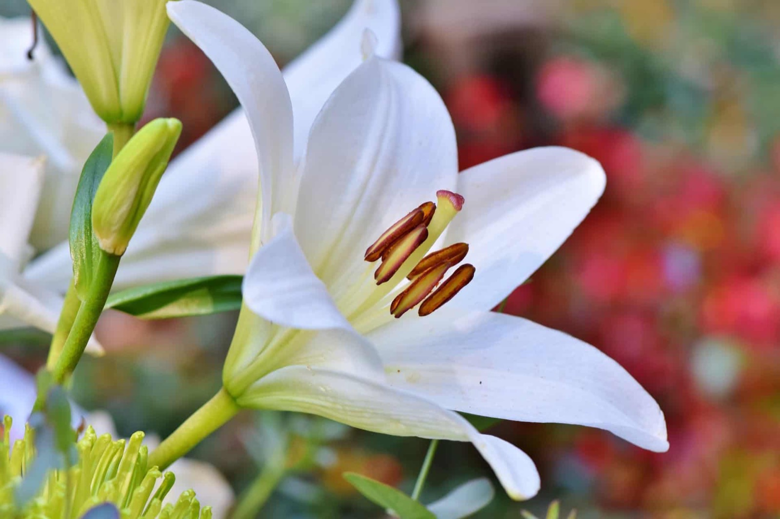 Spring Idioms Quiz Lily