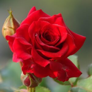 Guess The Book Titles Quiz Rose