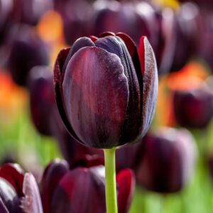 What Color Heart Emoji Are You? Quiz Black tulip