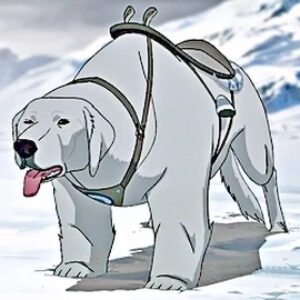 Avatar The Last Airbender Quiz Polar bear dog