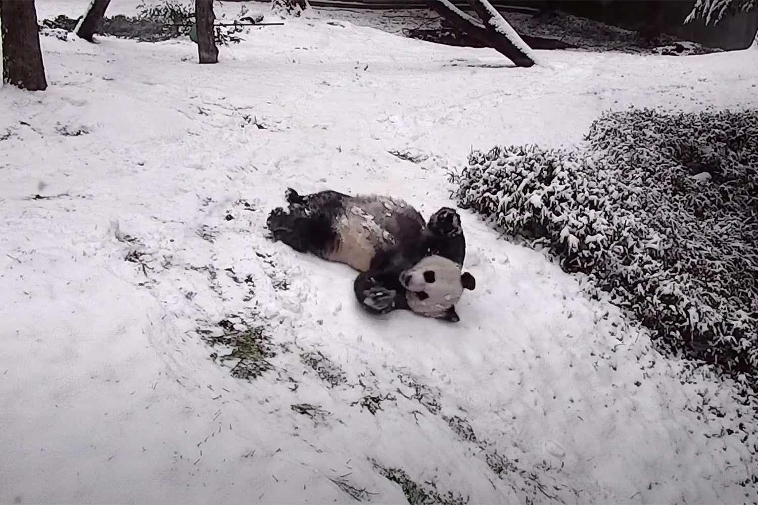 Netflix Avatar Quiz Panda in snow