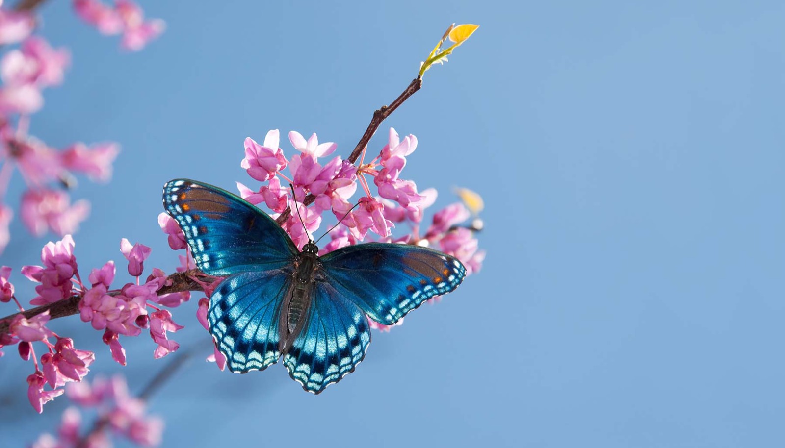 You got: Butterfly! ClutterBug Quiz – What Type of ClutterBug Are You?