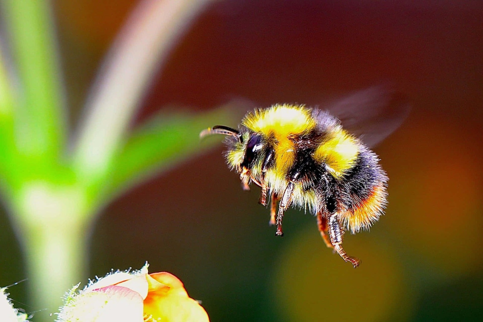 World Environment Day Quiz Cute bee