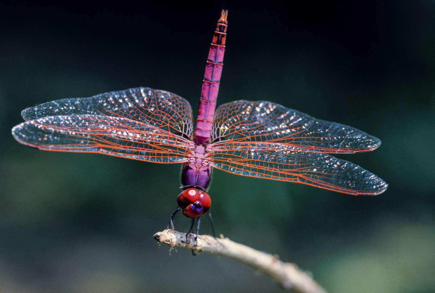 You got: Dragonfly! ClutterBug Quiz – What Type of ClutterBug Are You?