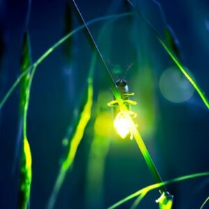 Which Moon Phase Are You? Quiz Firefly
