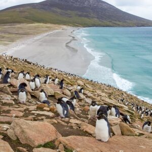 Sandwich Trivia Quiz Penguin Islands
