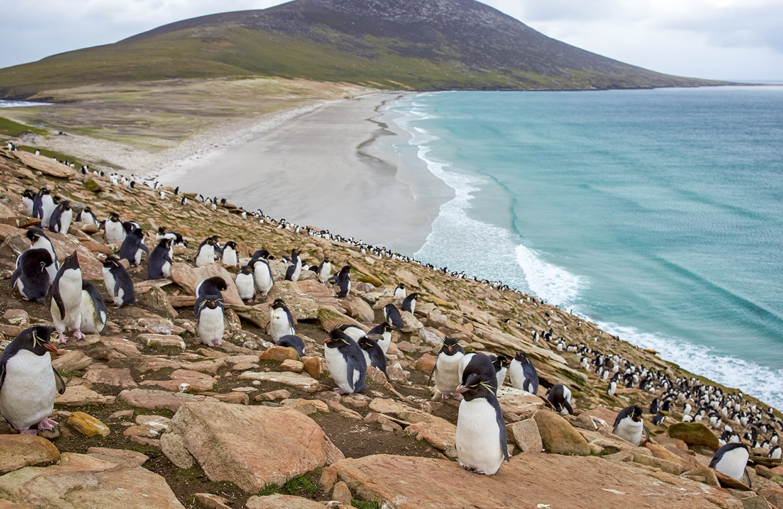 F In Geography Quiz Rockhopper penguins, Falkland Islands