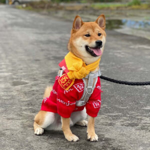 Chinese New Year Trivia Quiz Dog