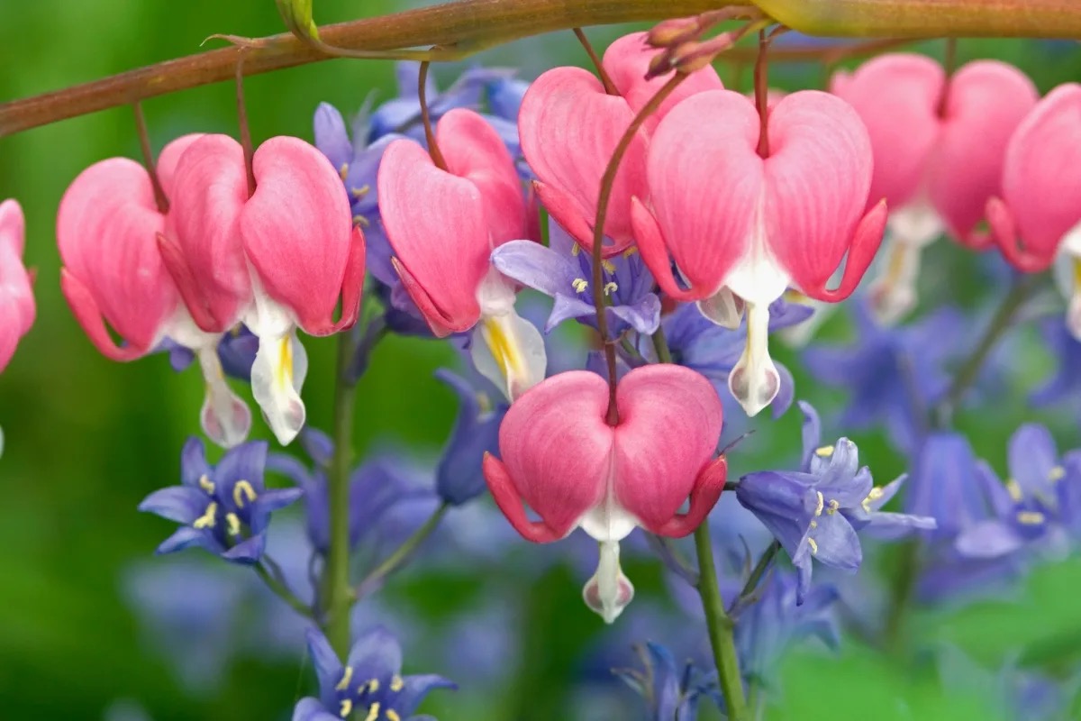 Heart Trivia Questions And Answers Quiz Bleeding heart flowers