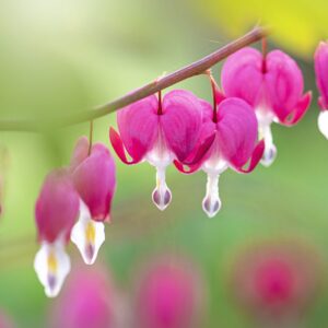 Flowers Soulmate Quiz Bleeding heart