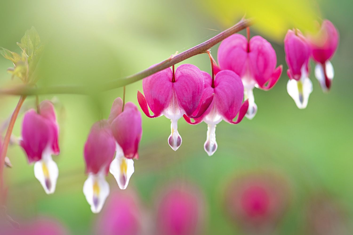 Bleeding heart flowers